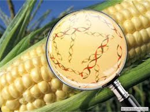 nano y alimentos 2